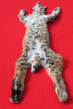 Load image into Gallery viewer, TAXIDERMY QUALITY N. IDAHO TOM BOBCAT # (2025--10 )
