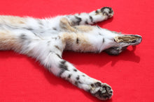 Load image into Gallery viewer, TAXIDERMY QUALITYNORTH IDAHO BOBCAT ( 2025 - 12 )