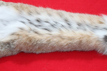 Load image into Gallery viewer, TAXIDERMY QUALITYNORTH IDAHO BOBCAT ( 2025 - 12 )