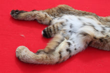 Load image into Gallery viewer, TAXIDERMY QUALITY NORTH IDAHO MALE BOBCAT # ( 2025 --13 )