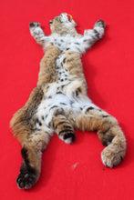 Load image into Gallery viewer, TAXIDERMY QUALITY NORTH IDAHO MALE BOBCAT # ( 2025 --13 )