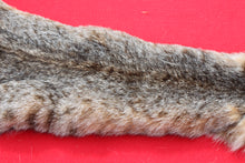 Load image into Gallery viewer, TAXIDERMY TANNED NORTH IDAHO BOBCAT   #  ( 2023 - 14  )
