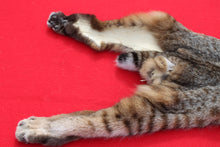 Load image into Gallery viewer, TAXIDERMY TANNED NORTH IDAHO BOBCAT   #  ( 2023 - 14  )