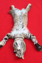 Load image into Gallery viewer, TAXIDERMY TANNED NORTH IDAHO BOBCAT   #  ( 2023 - 14  )