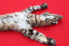 Load image into Gallery viewer, TAXIDERMY TANNED NORTH IDAHO BOBCAT   #  ( 2023 - 14  )