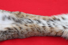 Load image into Gallery viewer, TAXIDERMY TANNED NORTH IDAHO BOBCAT   #  ( 2023 - 14  )