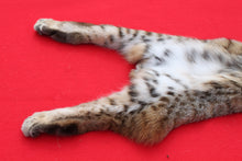 Load image into Gallery viewer, TAXIDERMY TANNED NORTH IDAHO BOBCAT   #  ( 2023 - 14  )