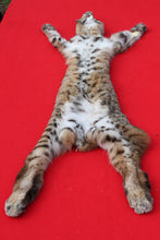 Load image into Gallery viewer, TAXIDERMY TANNED NORTH IDAHO BOBCAT   #  ( 2023 - 14  )