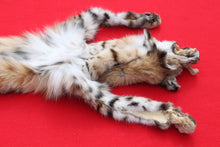 Load image into Gallery viewer, NORTH IDAHO TOM BOBCAT - HAS FEET AND CLAWS - (195 - 16 )
