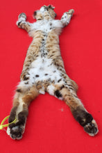 Load image into Gallery viewer, NORTH IDAHO TOM BOBCAT - HAS FEET AND CLAWS - (195 - 16 )