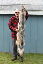 Load image into Gallery viewer, Nice Canadian Grey Wolf #33