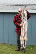 Load image into Gallery viewer, Nice Canadian Grey Wolf #33