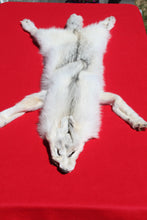 Load image into Gallery viewer, Canadian Arctic Wolf - Taxidermy Quality - WLF1001