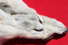 Load image into Gallery viewer, Canadian Arctic Wolf - Taxidermy Quality - WLF1001