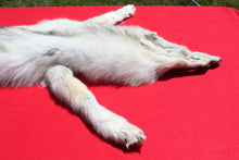 Load image into Gallery viewer, Canadian Arctic Wolf - Taxidermy Quality - WLF1001