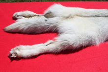 Load image into Gallery viewer, Canadian Arctic Wolf - Taxidermy Quality - WLF1001