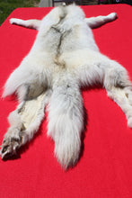 Load image into Gallery viewer, Canadian Arctic Wolf - Taxidermy Quality - WLF1001