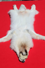 Load image into Gallery viewer, Canadian Arctic Wolf - Taxidermy Quality - WLF1001
