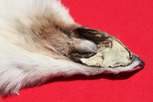 Load image into Gallery viewer, Canadian Arctic Wolf - Taxidermy Quality - WLF1001