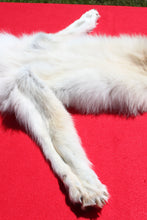 Load image into Gallery viewer, Canadian Arctic Wolf - Taxidermy Quality - WLF1001