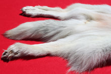 Load image into Gallery viewer, Canadian Arctic Wolf - Taxidermy Quality - WLF1001