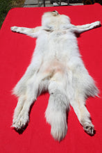 Load image into Gallery viewer, Canadian Arctic Wolf - Taxidermy Quality - WLF1001