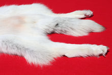 Load image into Gallery viewer, Canadian Arctic Wolf - Taxidermy Quality - WLF1001