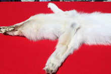 Load image into Gallery viewer, Canadian Arctic Wolf - Taxidermy Quality - WLF1001