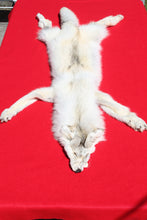 Load image into Gallery viewer, Canadian Arctic Wolf - Taxidermy Quality - WLF1003