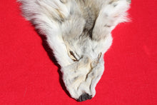 Load image into Gallery viewer, Canadian Arctic Wolf - Taxidermy Quality - WLF1003