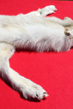 Load image into Gallery viewer, Canadian Arctic Wolf - Taxidermy Quality - WLF1003