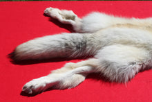 Load image into Gallery viewer, Canadian Arctic Wolf - Taxidermy Quality - WLF1003