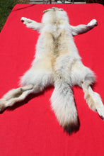 Load image into Gallery viewer, Canadian Arctic Wolf - Taxidermy Quality - WLF1003