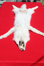 Load image into Gallery viewer, Canadian Arctic Wolf - Taxidermy Quality - WLF1003
