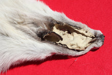 Load image into Gallery viewer, Canadian Arctic Wolf - Taxidermy Quality - WLF1003