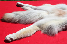 Load image into Gallery viewer, Canadian Arctic Wolf - Taxidermy Quality - WLF1003