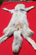 Load image into Gallery viewer, Canadian Arctic Wolf - Taxidermy Quality - WLF1003