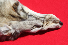 Load image into Gallery viewer, Canadian Gray Wolf - Taxidermy Quality - WLF1005