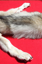 Load image into Gallery viewer, Canadian Gray Wolf - Taxidermy Quality - WLF1005