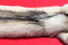 Load image into Gallery viewer, Canadian Gray Wolf - Taxidermy Quality - WLF1005