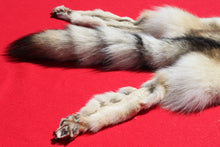 Load image into Gallery viewer, Canadian Gray Wolf - Taxidermy Quality - WLF1005