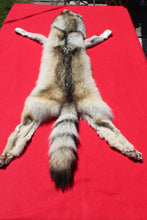 Load image into Gallery viewer, Canadian Gray Wolf - Taxidermy Quality - WLF1005