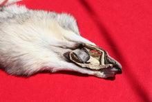 Load image into Gallery viewer, Canadian Gray Wolf - Taxidermy Quality - WLF1005