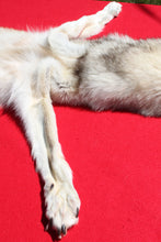 Load image into Gallery viewer, Canadian Gray Wolf - Taxidermy Quality - WLF1005