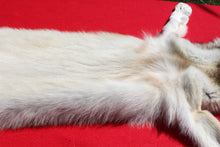 Load image into Gallery viewer, Canadian Gray Wolf - Taxidermy Quality - WLF1005