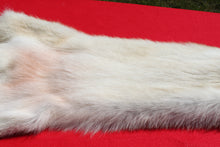 Load image into Gallery viewer, Canadian Gray Wolf - Taxidermy Quality - WLF1005