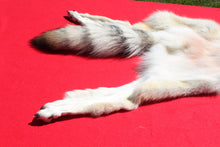 Load image into Gallery viewer, Canadian Gray Wolf - Taxidermy Quality - WLF1005