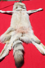 Load image into Gallery viewer, Canadian Gray Wolf - Taxidermy Quality - WLF1005