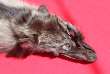 Load image into Gallery viewer, BLACK Canadian wolf - Taxidermy Quality - WLF1006