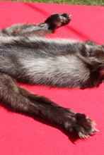 Load image into Gallery viewer, BLACK Canadian wolf - Taxidermy Quality - WLF1006